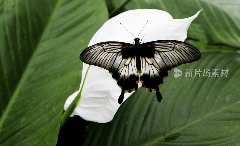 蝴蝶(papilio memnon)伟大的母亲